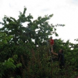 Melitopolj slatka trešnja